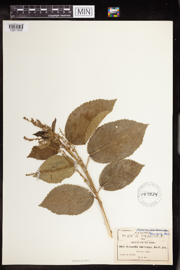 Bernardia dodecandra image