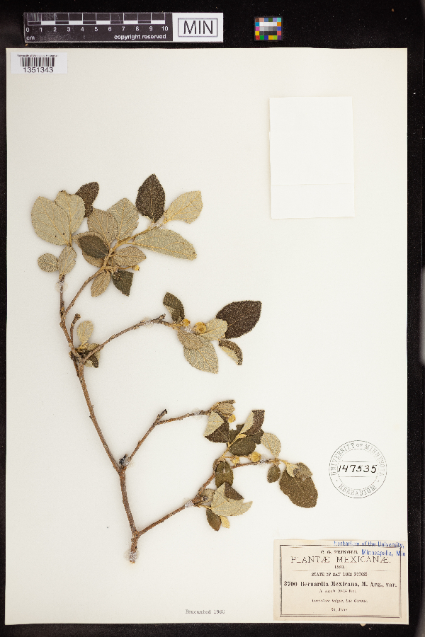 Bernardia mexicana image