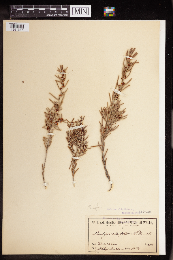 Bertya oleifolia image