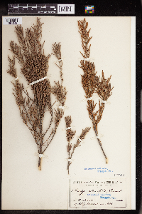 Bertya oleifolia image