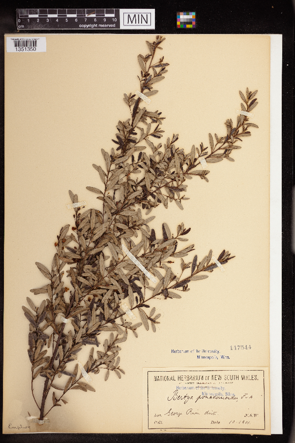 Bertya pomaderroides image