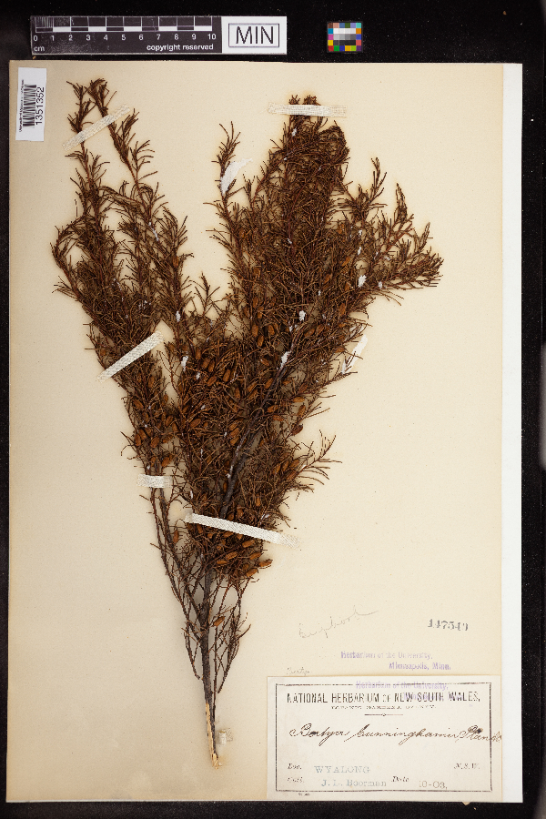 Bertya cunninghamii image