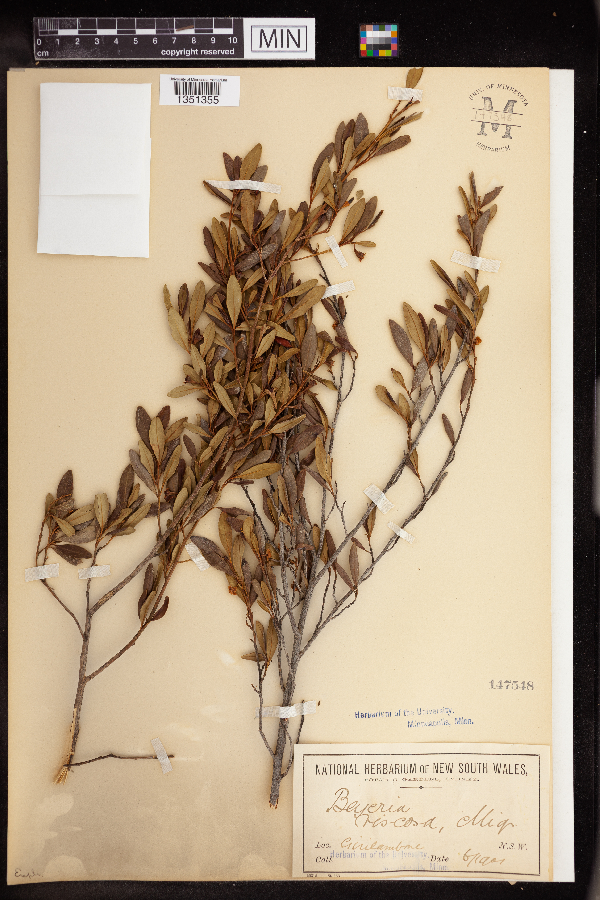 Beyeria viscosa image