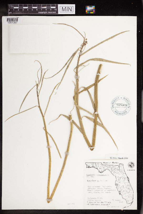 Caperonia castaneifolia image