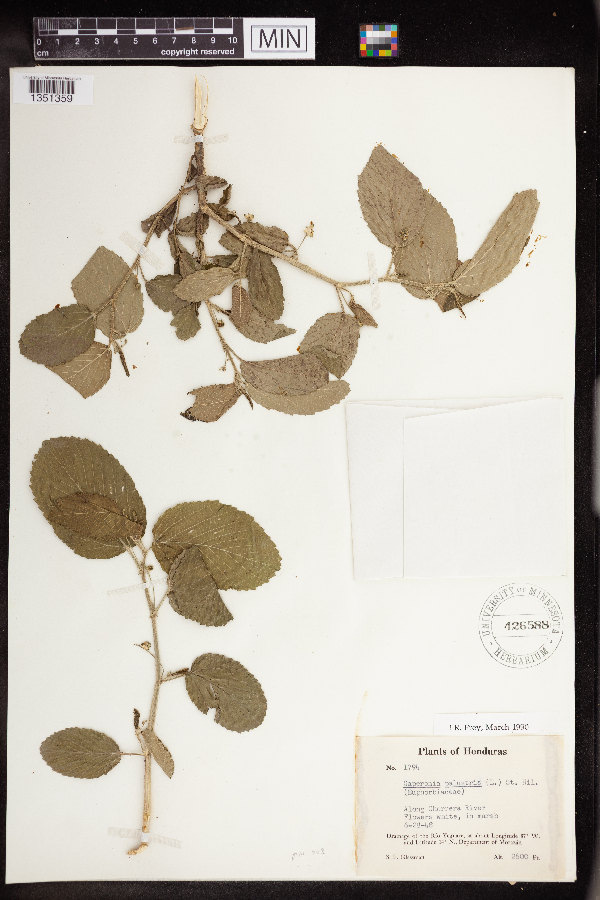 Caperonia palustris image