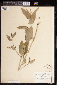 Caperonia palustris image