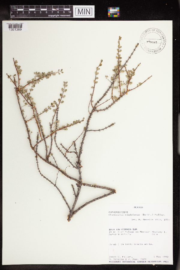 Euphorbia magdalenae image