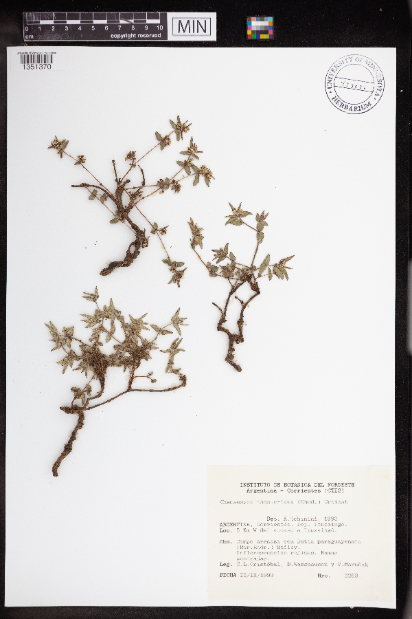 Chamaesyce hassleriana image