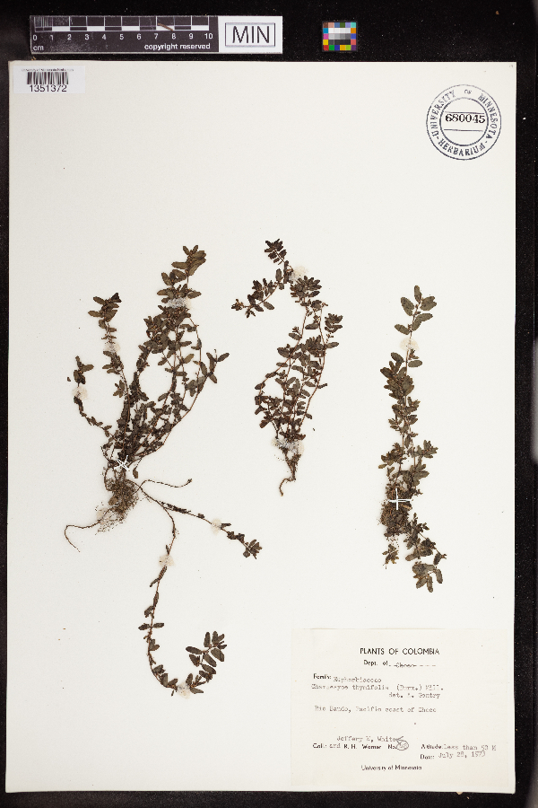 Chamaesyce thymifolia image