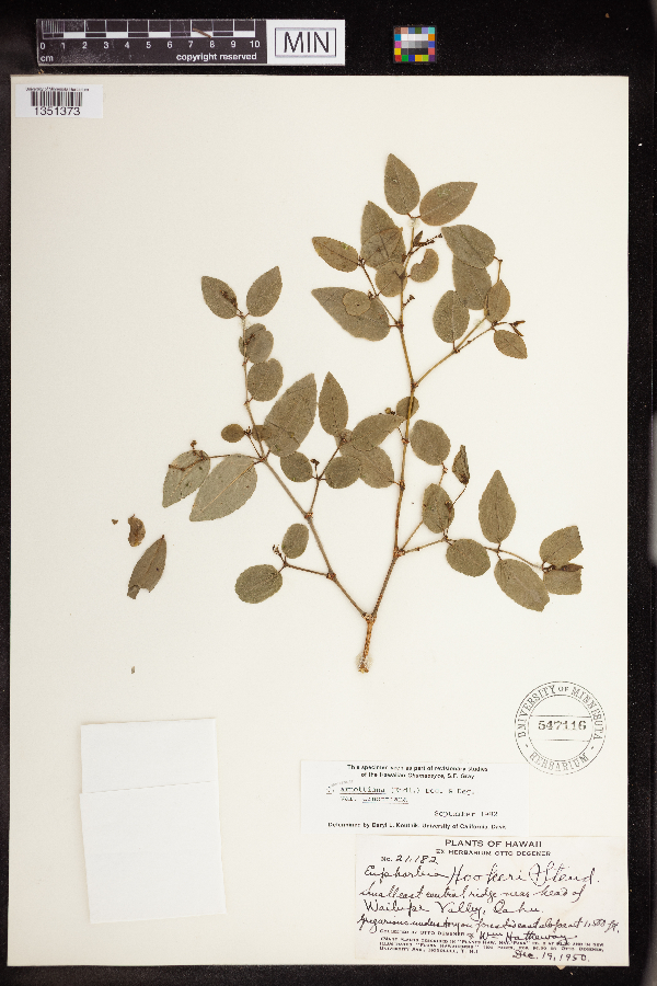 Chamaesyce arnottiana image