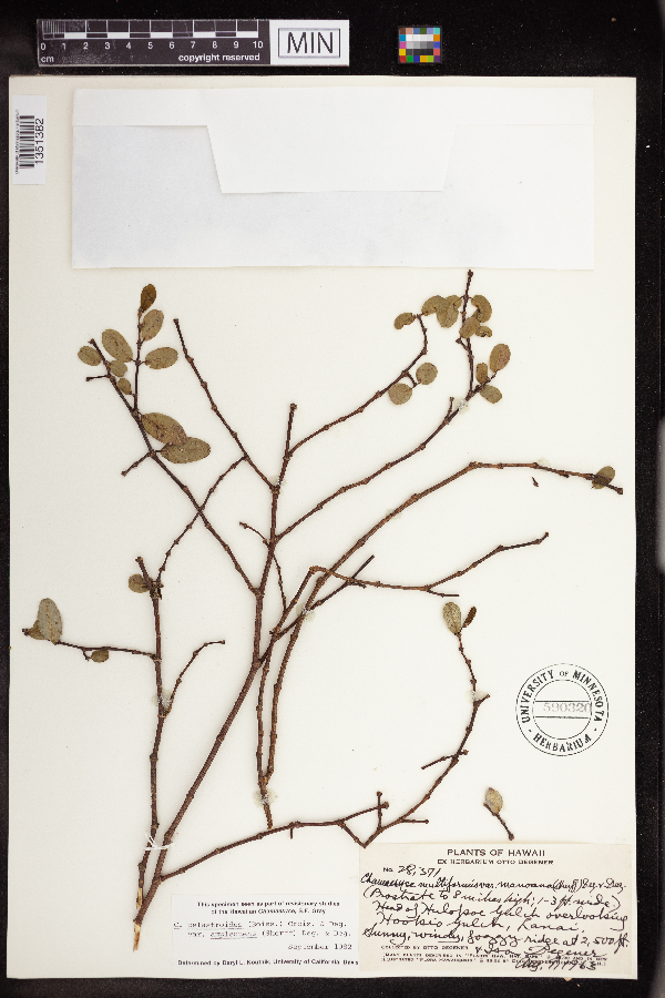 Chamaesyce celastroides image