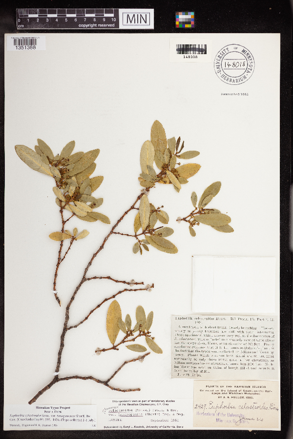 Chamaesyce celastroides var. hanapepensis image