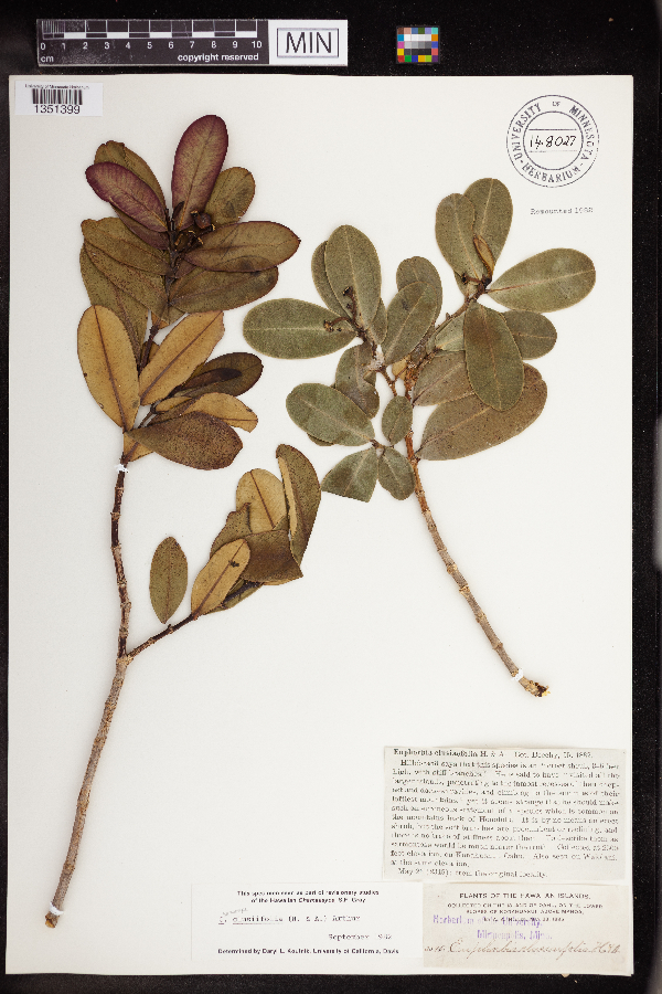 Chamaesyce clusiifolia image