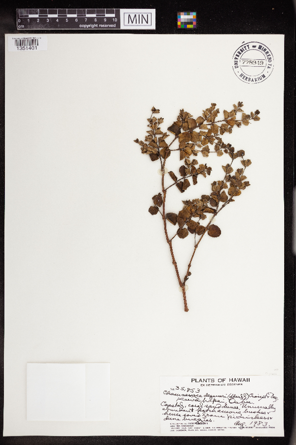 Chamaesyce degeneri image