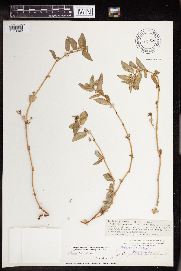 Chamaesyce hirta image