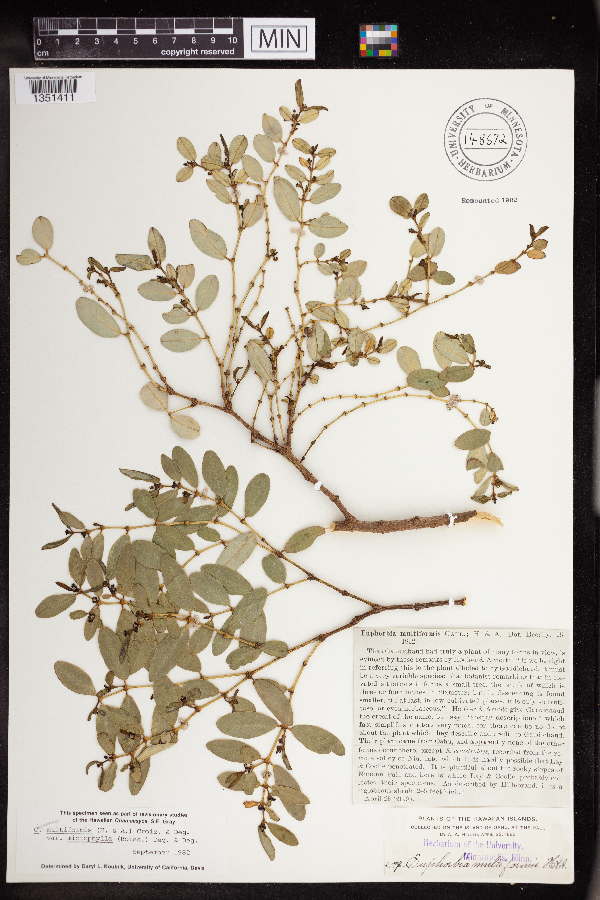 Chamaesyce multiformis var. microphylla image