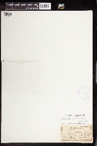 Chamaesyce olowaluana image