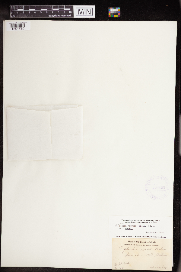 Chamaesyce rockii image