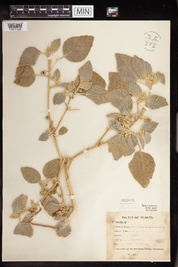 Chrozophora verbascifolia image