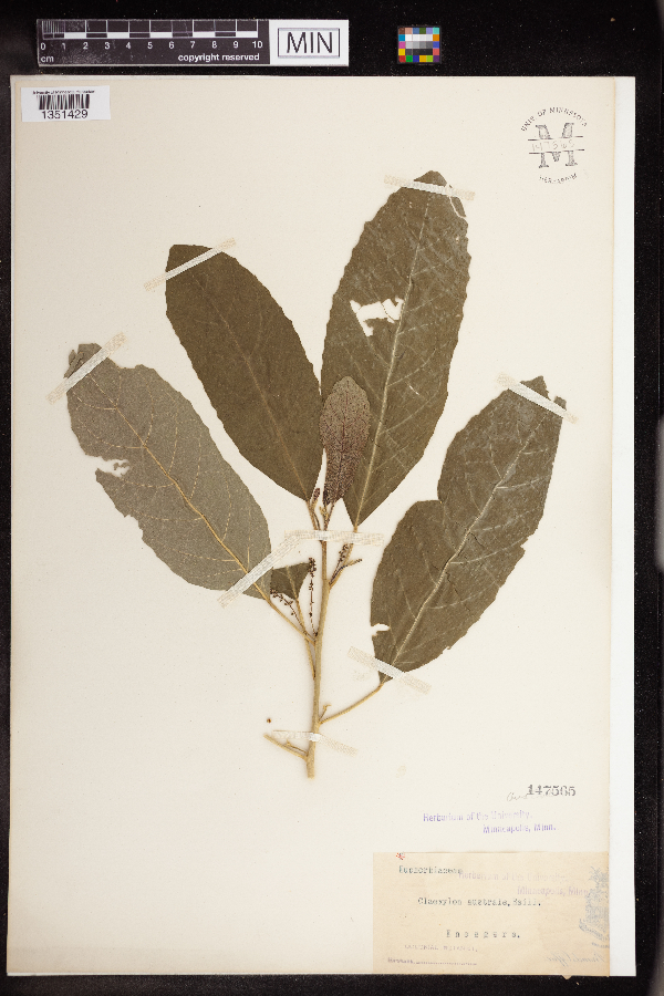 Claoxylon australe image