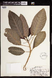 Claoxylon sandwicense image