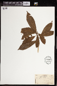Claoxylon sandwicense image
