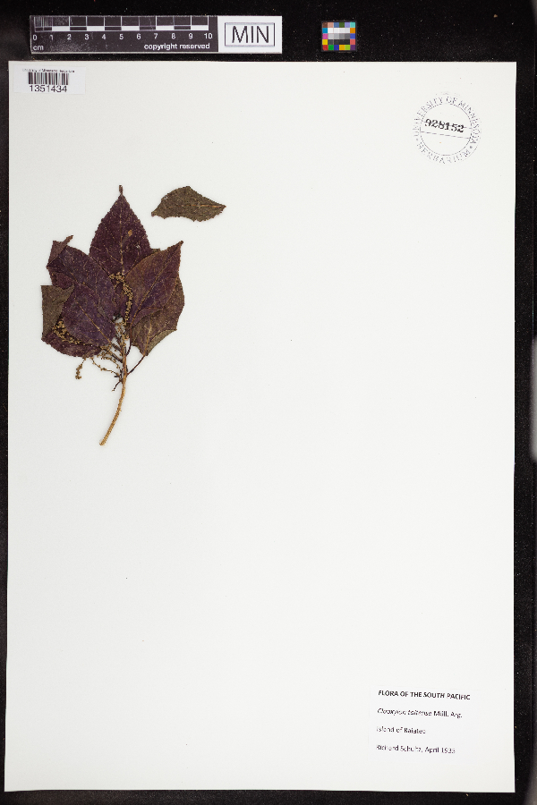 Claoxylon taitense image