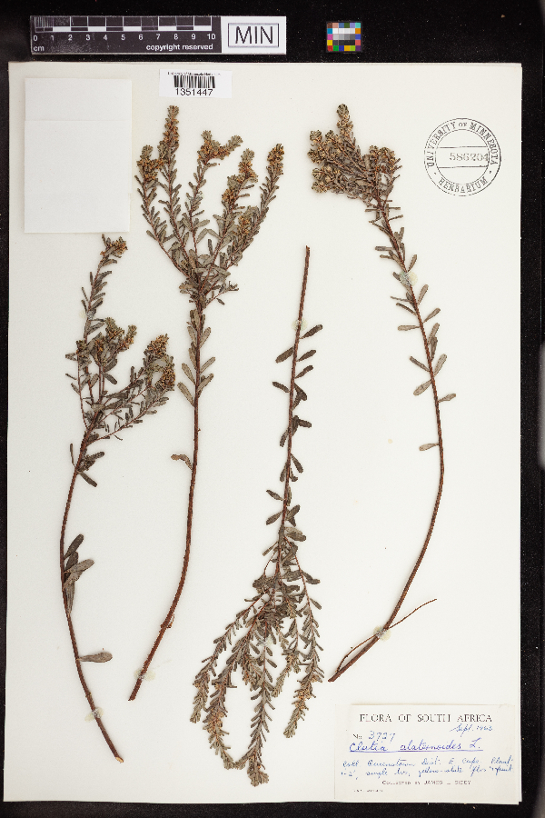 Clutia alaternoides image