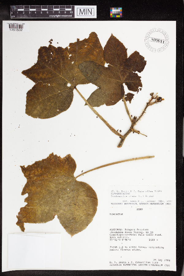 Cnidoscolus urens image