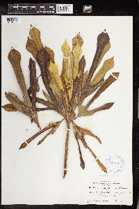 Codiaeum variegatum image