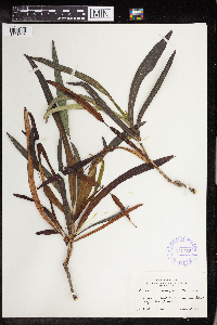 Codiaeum variegatum image