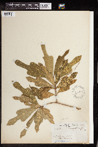 Codiaeum variegatum image