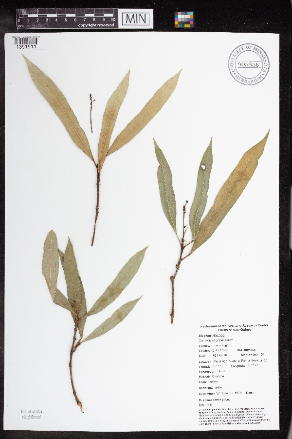 Codiaeum ludovicianum image