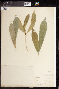 Codiaeum variegatum image