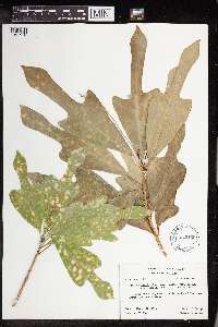 Codiaeum variegatum image