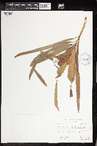 Codiaeum variegatum image