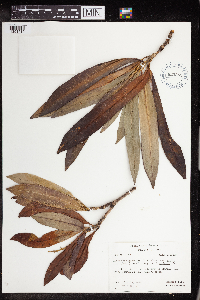 Codiaeum variegatum image