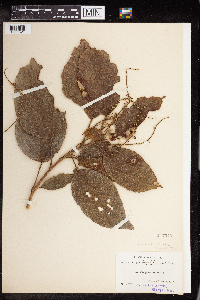 Image Associated With the Occurrence