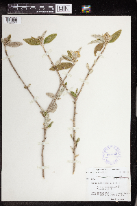 Image of Croton alabamensis