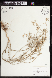 Image of Croton argyranthemus