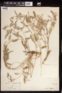 Image of Croton californicus