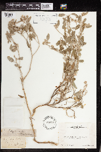 Croton californicus image