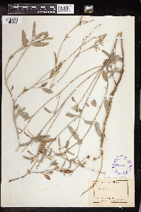 Croton californicus image