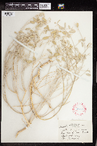 Croton californicus image