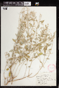 Croton californicus image