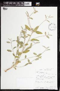 Croton californicus image