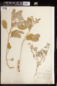 Croton californicus image