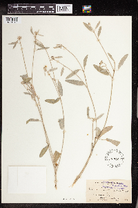 Croton californicus image