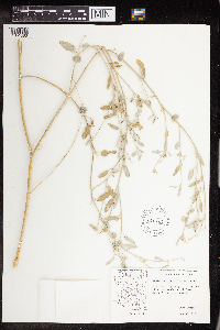 Croton californicus image