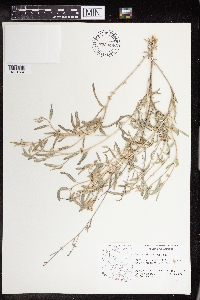 Croton californicus image